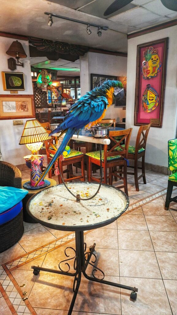 Papagei Max im Towne Hotel Nassau Bahamas