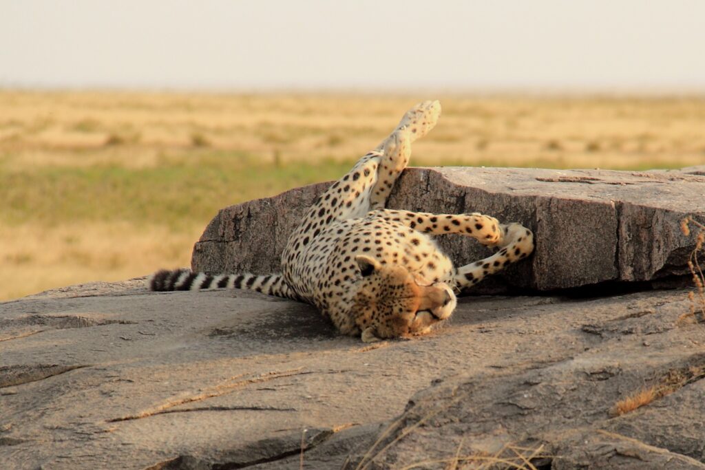 Safari in Tansania