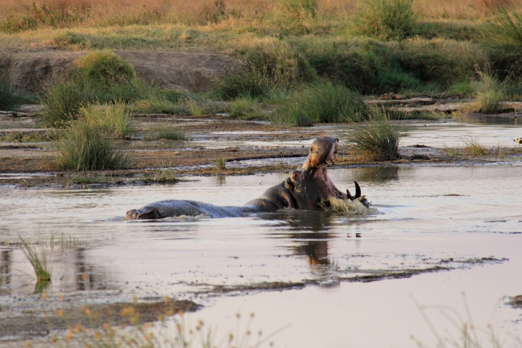 Safari in Tansania