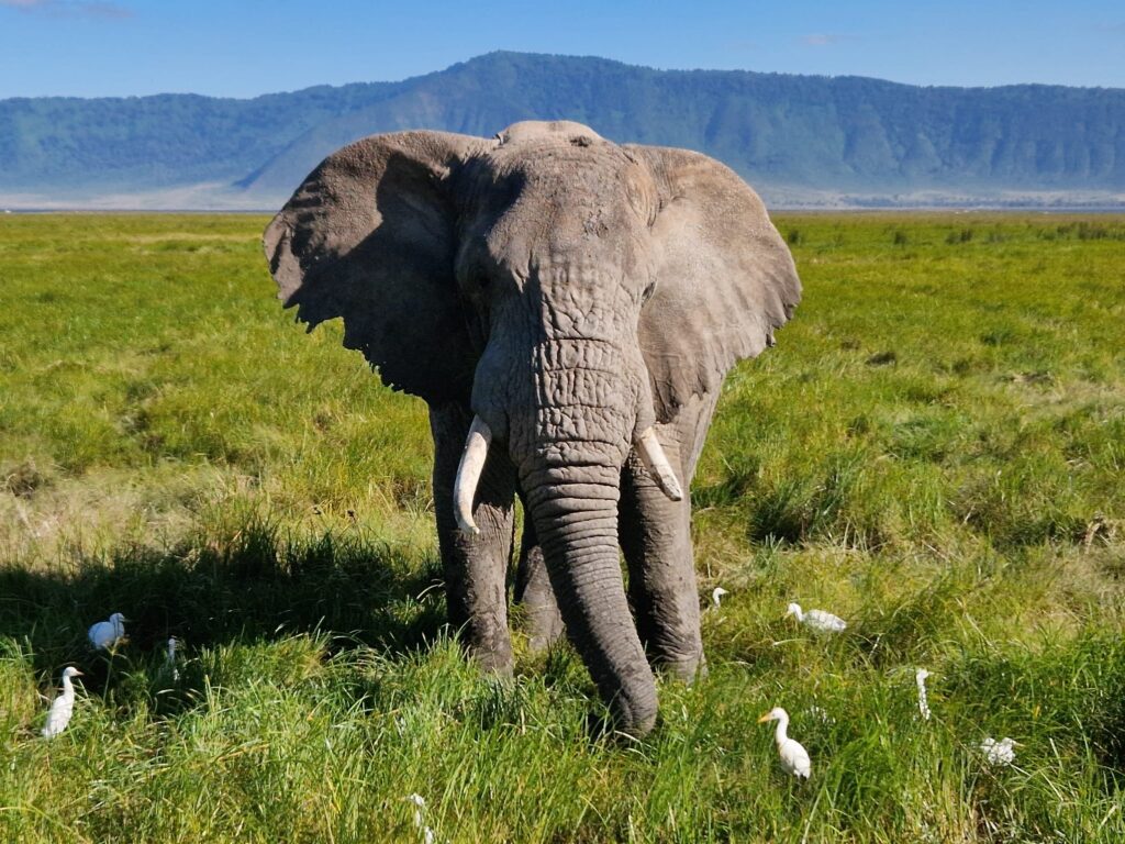 Elefanten auf einer Safari in Tansania