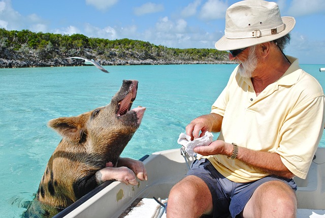 Schweine auf den Bahamas